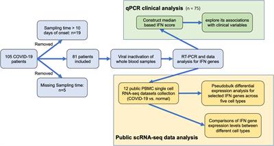 Interferon response and profiling of interferon response genes in peripheral blood of vaccine-naive COVID-19 patients